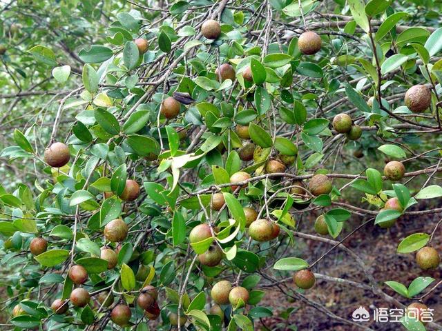 如何才能提高油茶果的出油率？