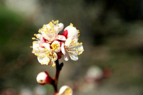 红花籽油介绍？ 红花籽油燃点？